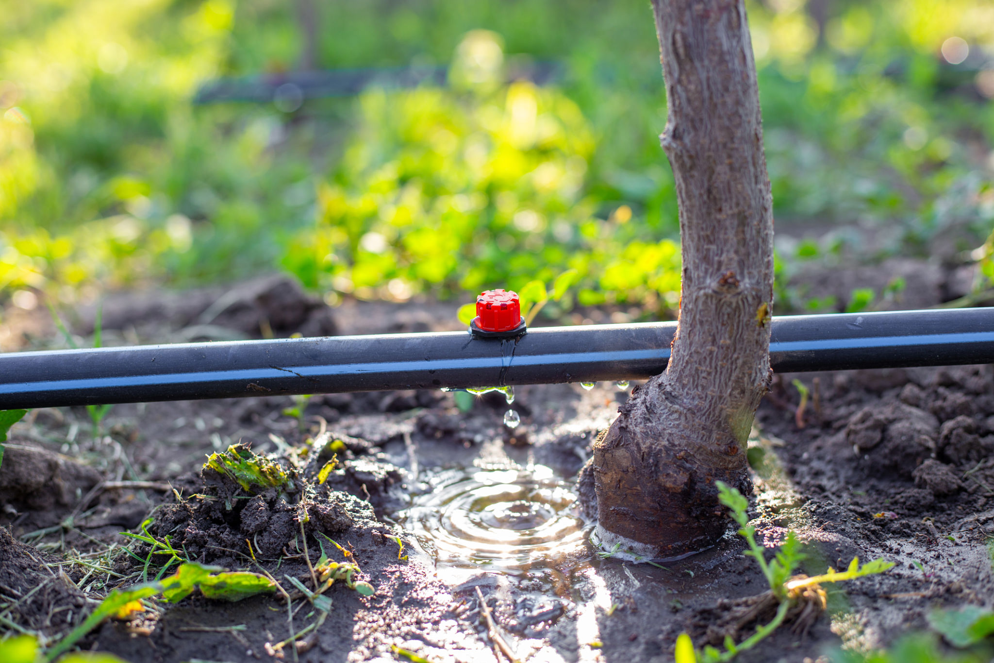 drip irrigation system