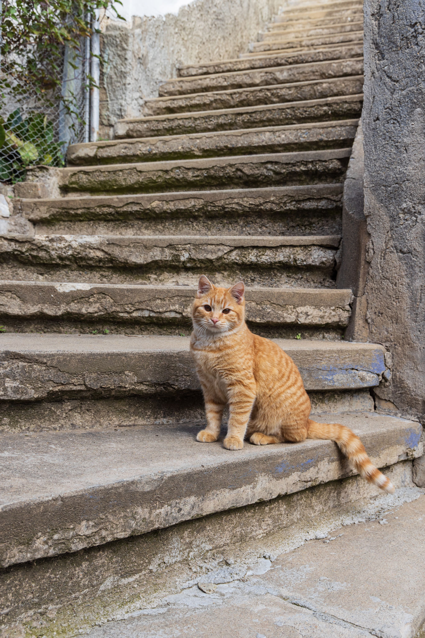 pet testimonials