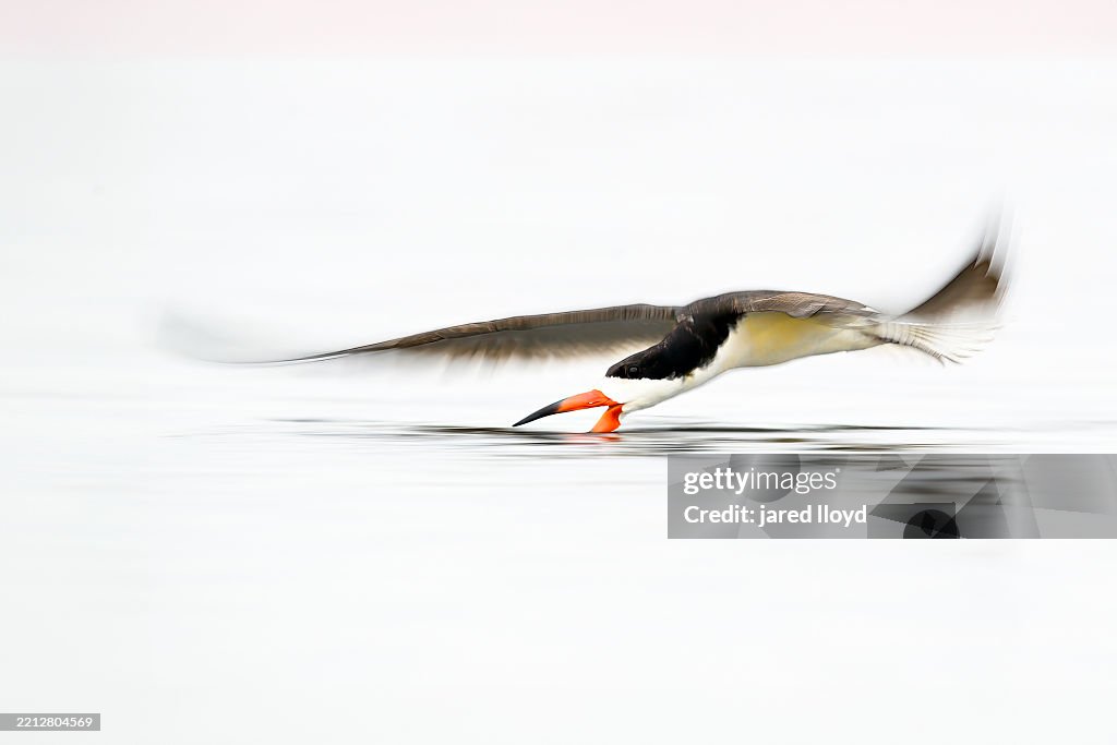Black Skimmer in Motion, High-Key Skimming Behavior