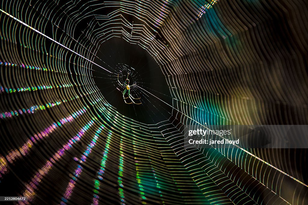 Orchard Orbweaver on Web, Croatan National Forest, North Carolina