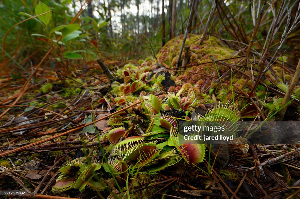 Venus Flytraps in Longleaf Pine Forest, Croatan National Forest, North Carolina