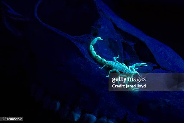 striped bark scorpion illuminated under uv light, texas - stinging stock pictures, royalty-free photos & images