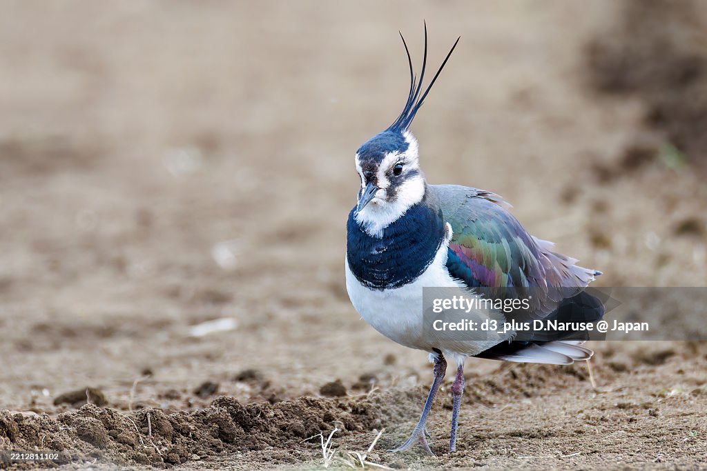 Northern Lapwing (Vanellus vanellus, family comprising Charadriidae) the lady of the rice field with beautiful structural colors flapping its wings and flying out.