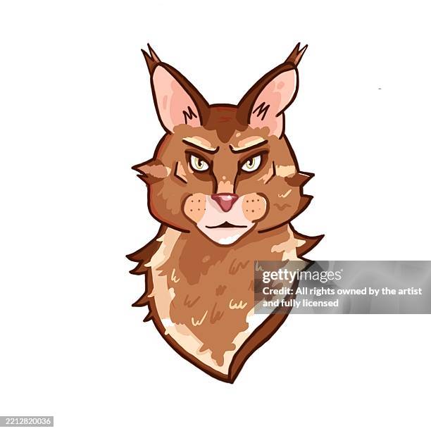 cartoon maine coon cat with fierce expression on white background - maine coon on white stock illustrations