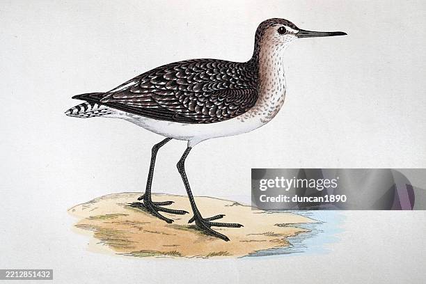 wood sandpiper, tringa glareola, wading birds, wildlife art print 19th century - wood sandpiper stock illustrations