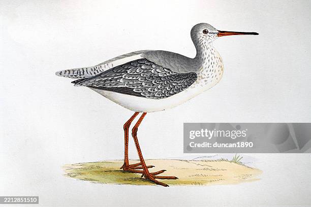 spotted redshank, tringa erythropus, wading birds, wildlife art print 19th century - tringa bird stock illustrations