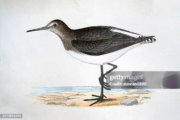 green sandpiper, tringa ochropus, wading birds, wildlife art print 19th century - green sandpiper stock illustrations