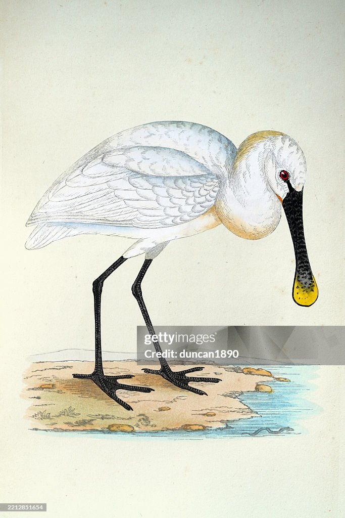 Eurasian spoonbill, Platalea leucorodia, wading birds, Wildlife art print 19th Century