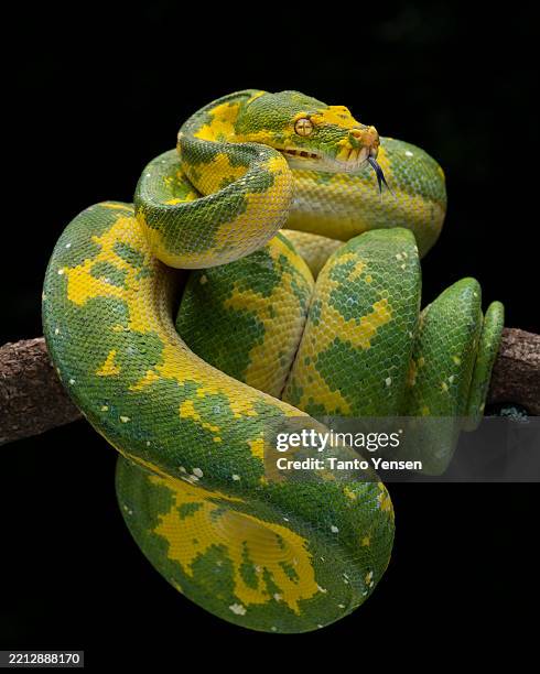 green tree python - snake face stock pictures, royalty-free photos & images
