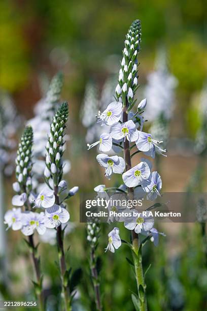 veronica gentianoides 'tissington white' - veronica areas stock pictures, royalty-free photos & images
