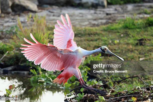 Roseate Spoonbill populates Stick Marsh on March 31, 2025 in Melbourne, Florida. The warmer climate found in the southern United States provides a...