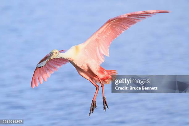 Roseate Spoonbill populates Stick Marsh on March 31, 2025 in Melbourne, Florida. The warmer climate found in the southern United States provides a...