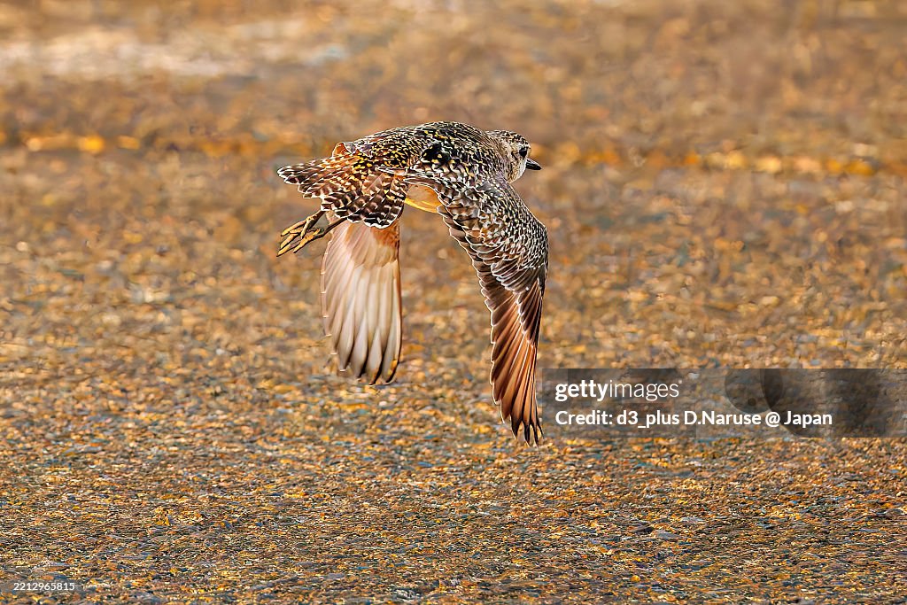 A beautiful Grey Plover, Black-bellied Plover, Pluvialis squatarola flapping its wings and flying out.
Sunrise at Sokodo Port and Sokodo Beach at dawn.