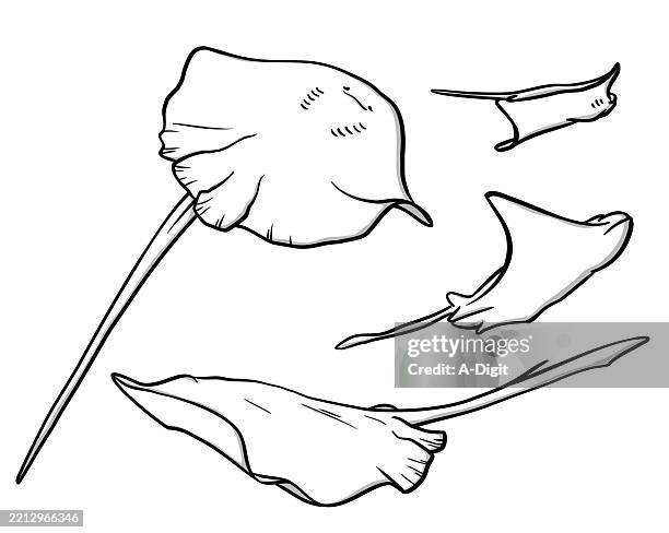 mantarayssketch - manta rays stock illustrations