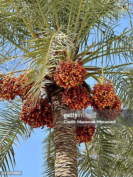 dates tree - iraq foto e immagini stock