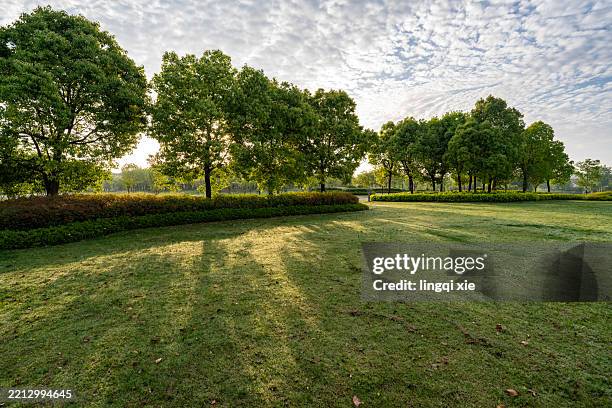 grassy meadow with trees casting parallel shadows - parallel park stock pictures, royalty-free photos & images