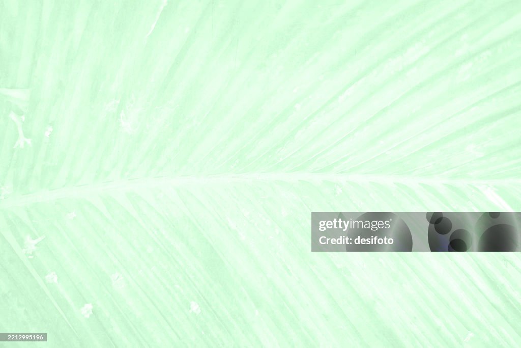 Old rustic light pastel soft lime green grunge wall textured effect horizontal vector backgrounds or abstract wallpaper with palm leaf design like water color or oil painting or mural on wall