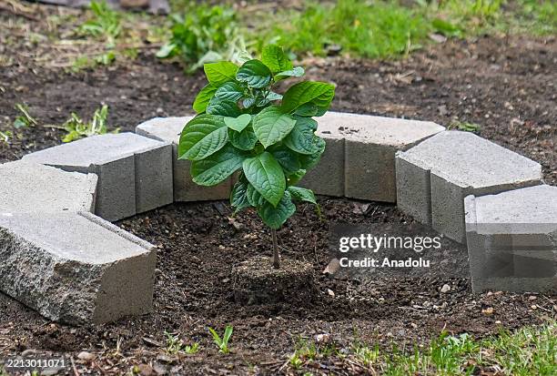 Bomb Tree 19 Hibakujumoku Stock Photos, High-Res Pictures, and Images - Getty Images
