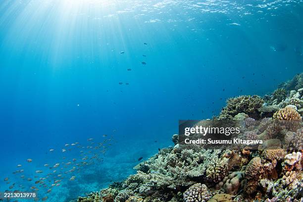 Beautiful underwater scenery with sunlight (Okinawa, Japan)