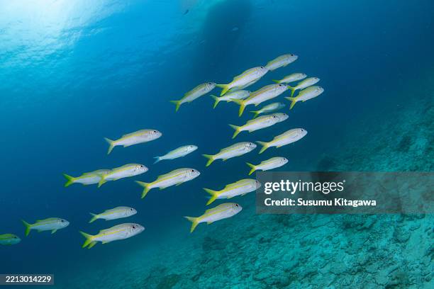 Beautiful  wild fish (Red Goatfish) swimming in the blue sea