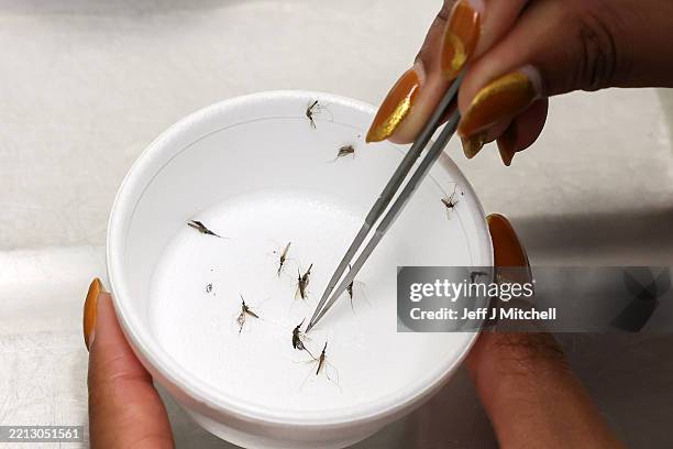 Sophia Mwinyi views Anopheles gambiae mosquitoes in the environmental chamber room insectary in the Joseph Black Building at the University of...