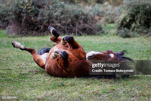 brown horse rolling on its back in a field in the new forest, england - stallion moving stock pictures, royalty-free photos & images