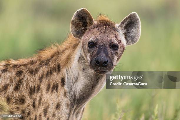 spotted hyena portrait looking at the camera - hyena bildbanksfoton och bilder