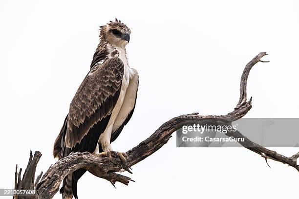 african martial eagle resting on the highest tree branch - martial eagle stock pictures, royalty-free photos & images