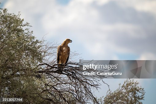 Juvenile Tawny Eagle resting on a tree branch looking at view Juvenile Tawny Eagle resting on a tree branch looking at view