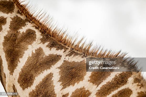 giraffe back and mane - hairy back stock pictures, royalty-free photos & images