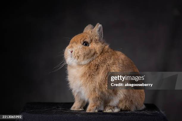 Dwarf King Rabbit 1,619 Dwarf Rabbit Stock Photos, High-Res Pictures, and Images - Getty ...