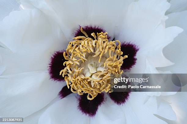 full frame of rockii tree peony - tree peony root stock pictures, royalty-free photos & images