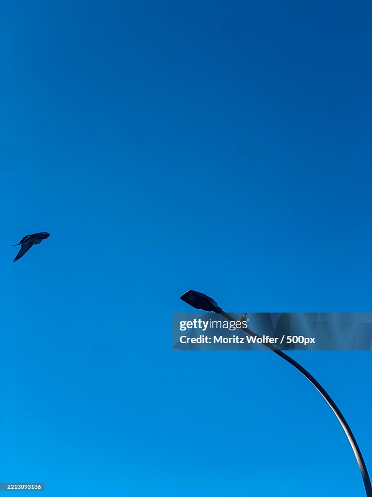 Pidgeon sitting on a traffic light resting