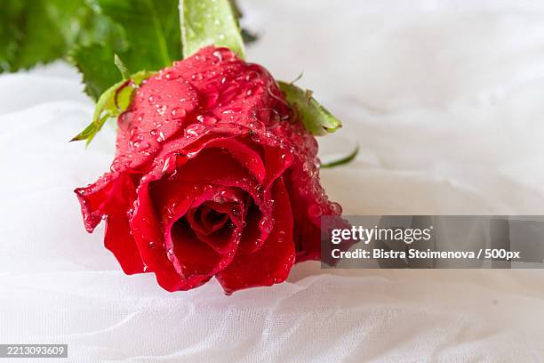 red rose with water droplets - white dreamy fabric background - single rose stock pictures, royalty-free photos & images