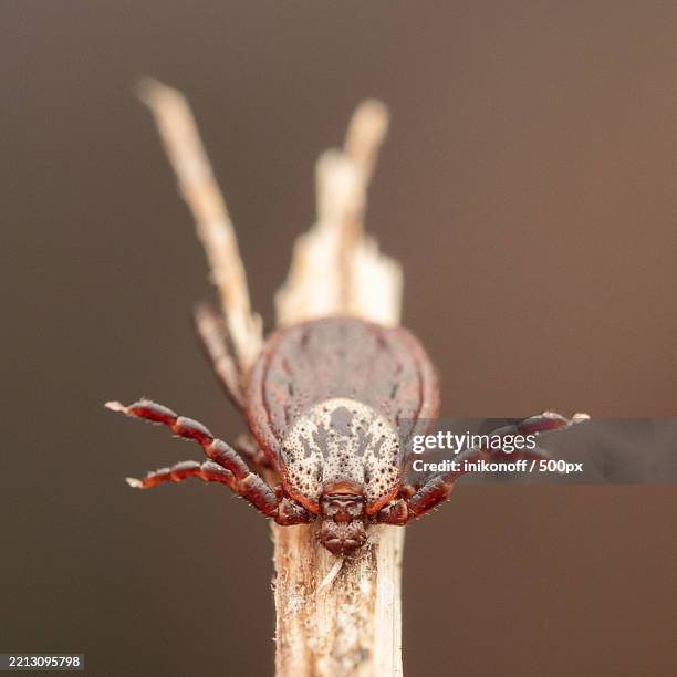 close-up of insect - zecca bruna del cane foto e immagini stock