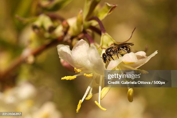 honey bee on a flower of a honeysuckle tree macro photo - wild honeysuckle bildbanksfoton och bilder