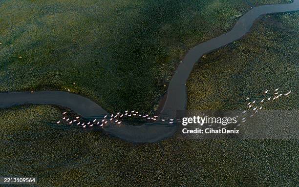 flamingo migration guided by water - tierwanderung stock-fotos und bilder