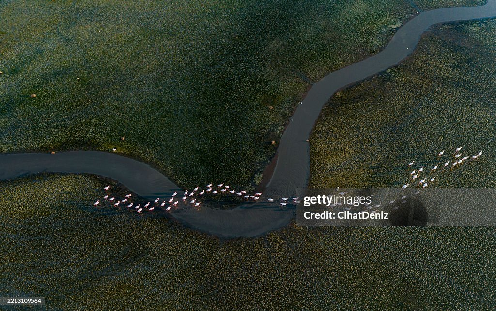 Flamingo Migration Guided by Water
