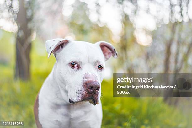 close-up of pit bull terrier - pitbull terrier stock-fotos und bilder