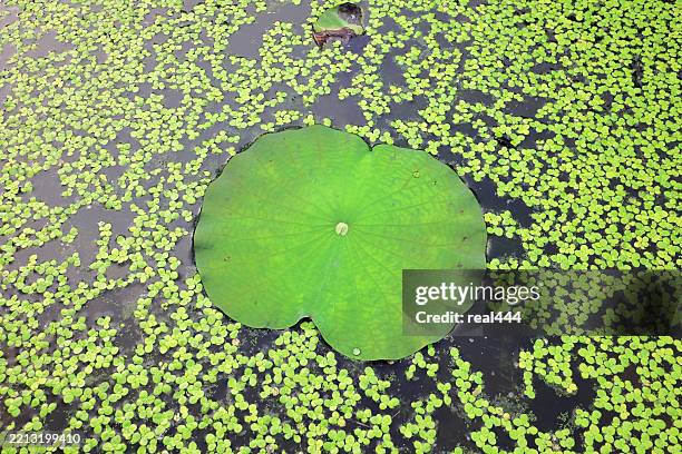 lotus leaves in the pond - duckweed stock pictures, royalty-free photos & images