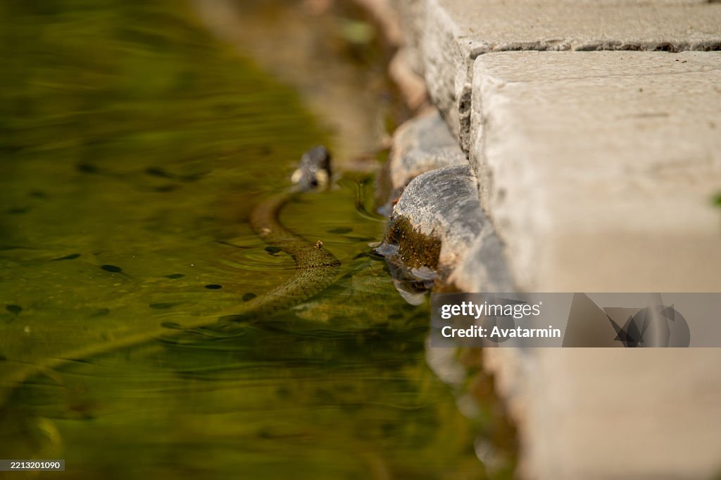 Ringsnake