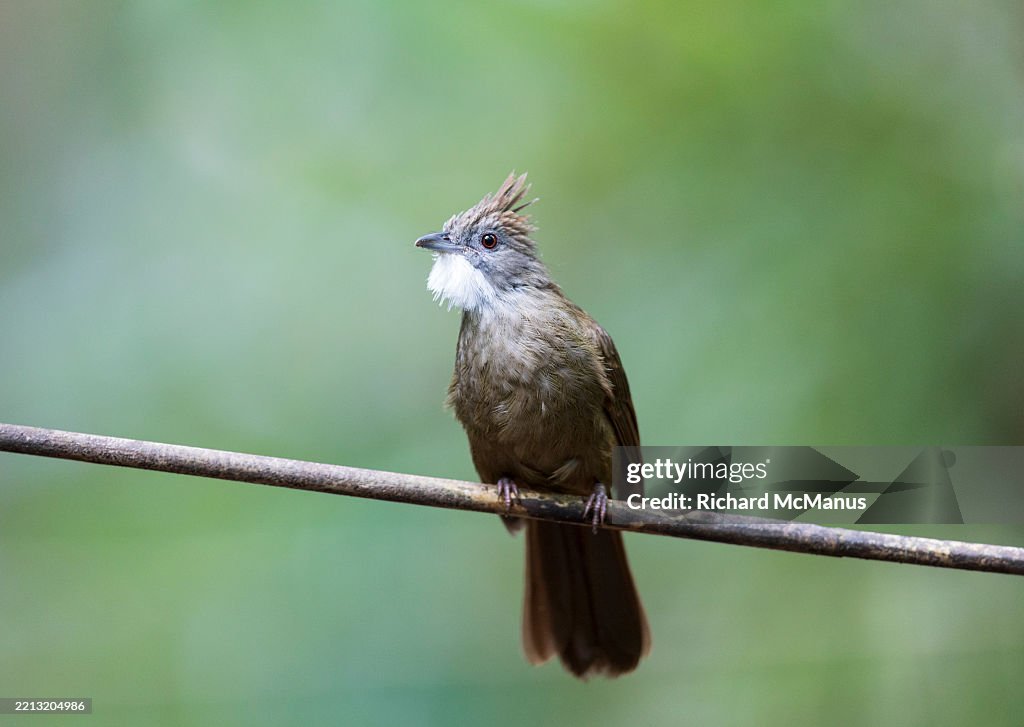 Chestnut Bulbul Chestnut Vented Bulbul High-Res Stock Photo - Getty Images