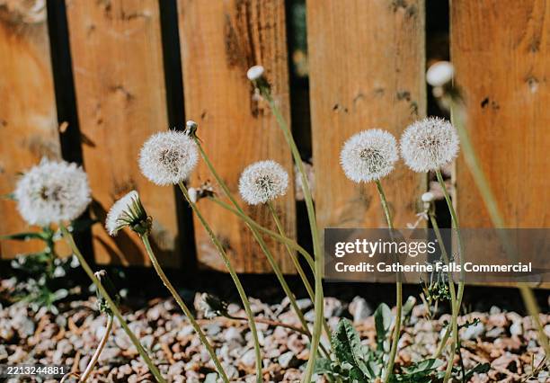 dandelions in a row in front of a painted garden fence, growing through gravel - uncultivated stock pictures, royalty-free photos & images