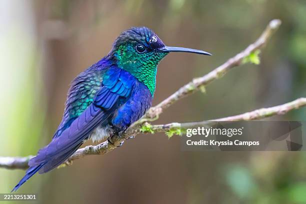 juvenile crowned woodnymph perched on a twig with soft background - beak stock pictures, royalty-free photos & images
