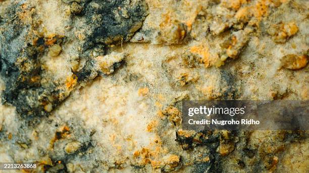 yeast neurospora grow in tofu oncom, food biotechnology - esporangio fotografías e imágenes de stock