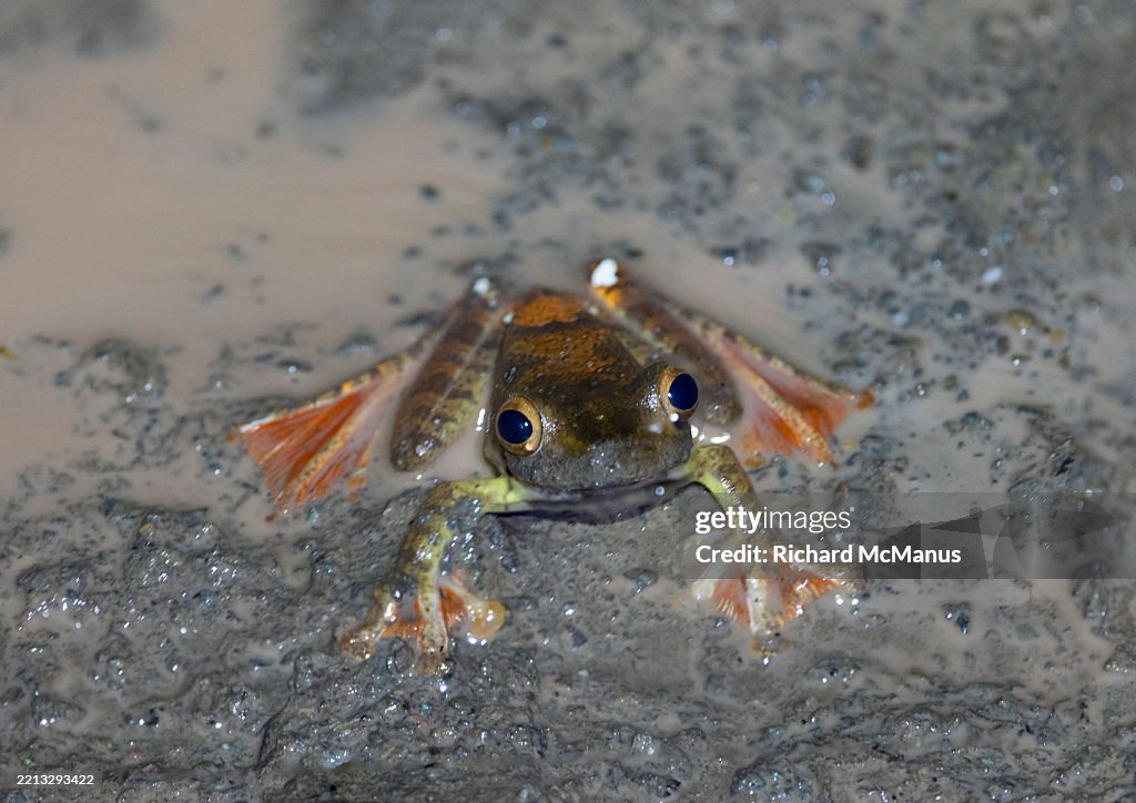 Harlequin Tree Frog