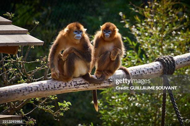 Monkey Stand 125 Monkey Faces Stock Photos, High-Res Pictures, and Images - Getty Images