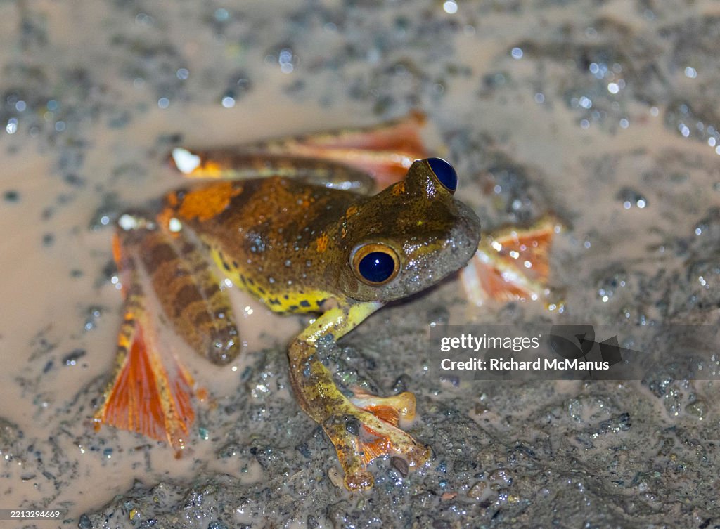 Harlequin Tree Frog