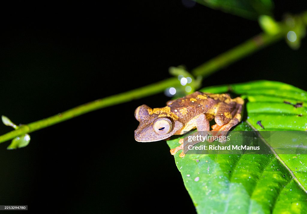 Harlequin Tree Frog