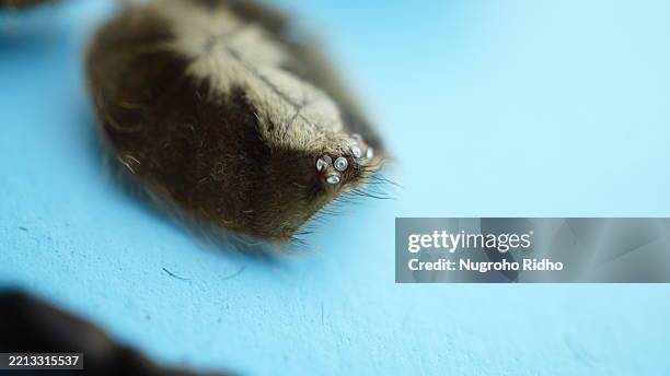 Tarantulas Microscope 156 Spider Exoskeleton Stock Photos, High-Res Pictures, and Images ...